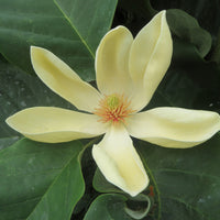 Magnolia 'Yellow Bird' jaune