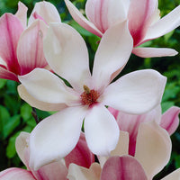 Magnolia 'Red Lucky' rouge-rose
