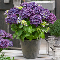 Hortensia paysan Hydrangea macrophylla Violet