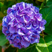 Hortensia paysan Hydrangea macrophylla Violet