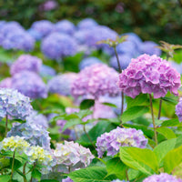 Hortensia paysan Hydrangea 'Jewel' Bleu-Violet