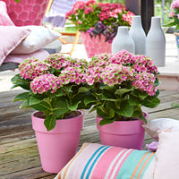 Hortensia paysan Hydrangea 'Jewel Pink' Rose-Vert