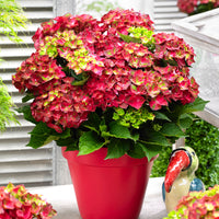 Hortensia paysan Hydrangea 'Ruby Tuesday' Rouge