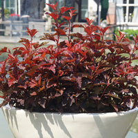 Spirée 'Little Angel' rouge - Rustique