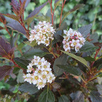 Spirée 'Little Joker' rouge-rose - Rustique