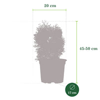 Thuya Thuja 'Sunny Smaragd'