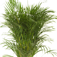Palmier Aréca Dypsis lutescens XL