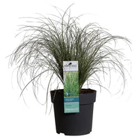 Laîche Carex 'Frosted Curls' vert-blanc