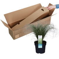 Laîche Carex 'Frosted Curls' vert-blanc