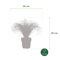 Laîche Carex 'Frosted Curls' vert-blanc