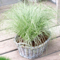 Laîche Carex 'Frosted Curls' vert-blanc