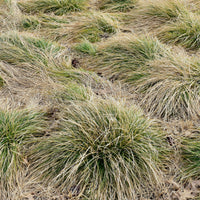 Laîche Carex 'Frosted Curls' vert-blanc