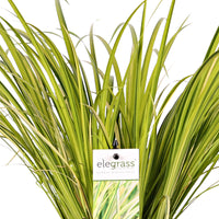 Acorus 'Ogon'