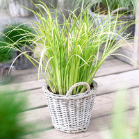 Acorus 'Ogon'