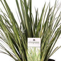 Acorus 'Argenteostriatus'