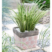 Acorus 'Argenteostriatus'