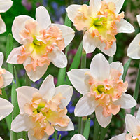 15x Narcisses Narcissus 'Palmares' blanc-rose
