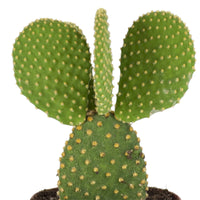Cactus raquettes Opuntia microdays
