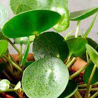 Plante à monnaie chinoise Pilea peperomioides avec pot décoratif