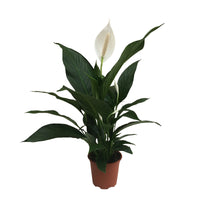 Fleur de lune Spathiphyllum 'Bingo Cupido' Blanc avec pot décoratif