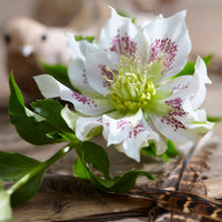 Rose de Noël Helleborus 'Hello Pearl'