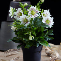 Rose de Noël Helleborus 'Hello Pearl'