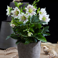Rose de Noël Helleborus 'Hello Pearl'