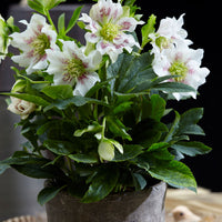 Rose de Noël Helleborus 'Hello Pearl'