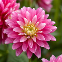 Dahlia 'Gallery Rembrandt' rose