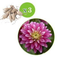 Dahlia 'Gallery Rembrandt' rose
