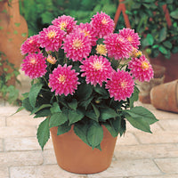 Dahlia 'Gallery Rembrandt' rose