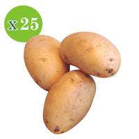 25x Pomme de terre Solanum 'Nicola'