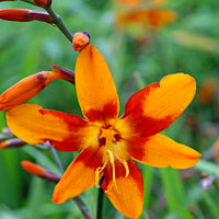 Montbrétia 'Emily McKenzie'