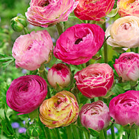 15x Doubles fleurs renoncule Ranunculus 'Peony Blend' rose