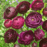 Doubles fleurs renoncule Ranunculus 'Purple Sensation' violet