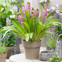 Lys ananas Eucomis 'Aloha Leia'