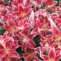 5x Lys 'Starlight Express' rose