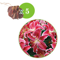 5x Lys 'Starlight Express' rose