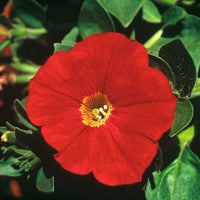 3x  Petunia 'Red' Rouge