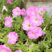 3x Petunia 'Soft Pink' Rose