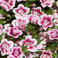 Pétunia 'Pinktastic Double'
