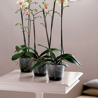 Elho pot de fleurs Brussels orchid rond transparent - Pot pour l'intérieur
