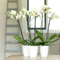 Elho pot de fleurs haut Brussels orchid rond blanc - Pot pour l'intérieur