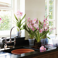 Elho pot de fleurs Green basics orchid rond transparent - Pot pour l'intérieur