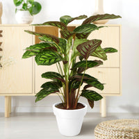 Calathea 'Flamestar' XL