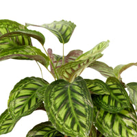 Calathea 'Flamestar' XL