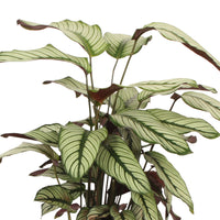 Plante de l'ombre Calathea 'White Star' avec panier en osier naturel