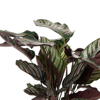 Calathea 'Ornata' XL