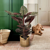 Calathea 'Ornata' XL