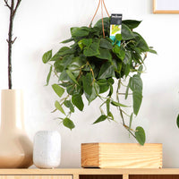 Philodendron scandens vert avec pot suspendu en plastique  - Plante suspendue